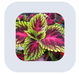 Coleus