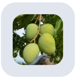 African Mango